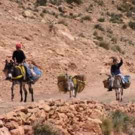 Donkeys.jpg