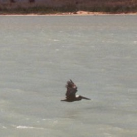 Antigua-MosquitoHolePelican.jpg