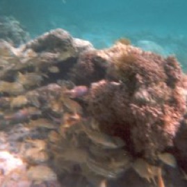 Guadeloupe-YellowFish.jpg